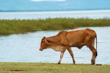 Tayland inekleri yerde doğal olarak ot yiyorlar..