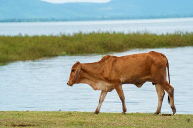 Tayland inekleri yerde doğal olarak ot yiyorlar..