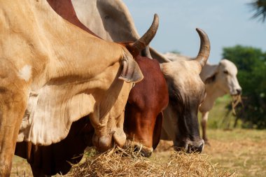 Tayland inekleri yerde doğal olarak ot yiyorlar..