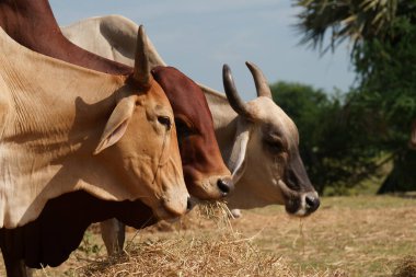 Tayland inekleri yerde doğal olarak ot yiyorlar..
