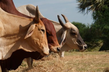 Tayland inekleri yerde doğal olarak ot yiyorlar..