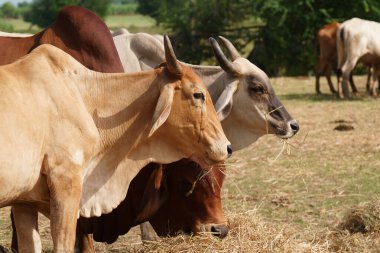 Tayland inekleri yerde doğal olarak ot yiyorlar..