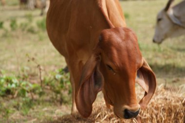 Tayland inekleri yerde doğal olarak ot yiyorlar..