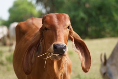 Tayland inekleri yerde doğal olarak ot yiyorlar..