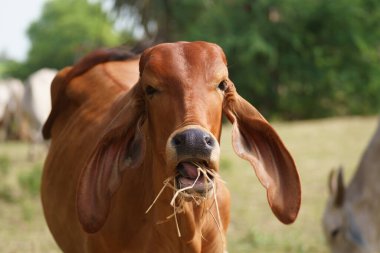 Tayland inekleri yerde doğal olarak ot yiyorlar..