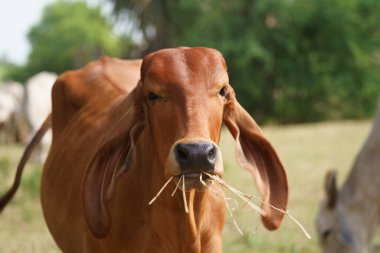 Tayland inekleri yerde doğal olarak ot yiyorlar..