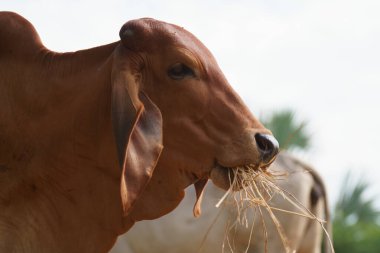 Tayland inekleri yerde doğal olarak ot yiyorlar..
