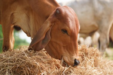 Tayland inekleri yerde doğal olarak ot yiyorlar..