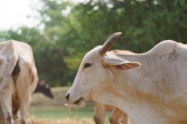 Tayland inekleri yerde doğal olarak ot yiyorlar..