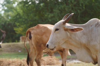 Tayland inekleri yerde doğal olarak ot yiyorlar..