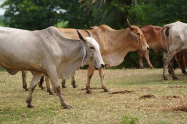 Tayland inekleri yerde doğal olarak ot yiyorlar..