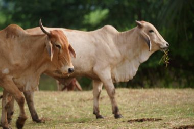 Tayland inekleri yerde doğal olarak ot yiyorlar..