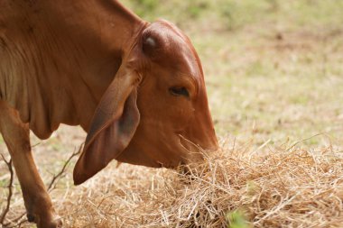 Tayland inekleri yerde doğal olarak ot yiyorlar..