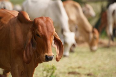 Tayland inekleri yerde doğal olarak ot yiyorlar..