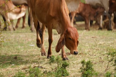 Tayland inekleri yerde doğal olarak ot yiyorlar..