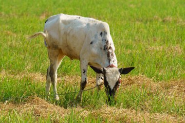 Tayland inekleri yerde doğal olarak ot yiyorlar..