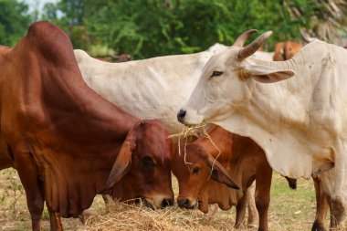 Tayland inekleri yerde doğal olarak ot yiyorlar..
