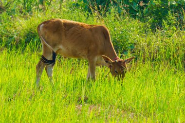 Tayland inekleri yerde doğal olarak ot yiyorlar..
