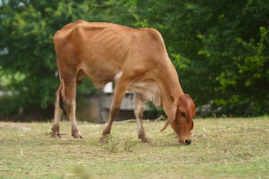 Tayland inekleri yerde doğal olarak ot yiyorlar..
