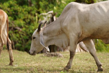 Tayland inekleri yerde doğal olarak ot yiyorlar..