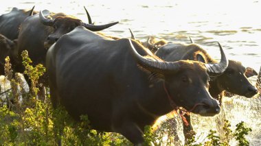 Tayland bufaloları geniş bir alanda ot yemek için yürürler..