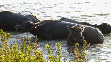 Tayland bufaloları geniş bir alanda ot yemek için yürürler..