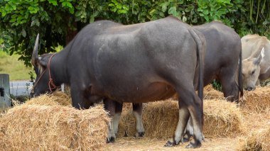 Tayland bufaloları geniş bir alanda ot yemek için yürürler..