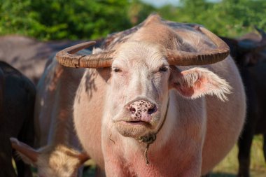 Tayland bufaloları geniş bir alanda ot yemek için yürürler..
