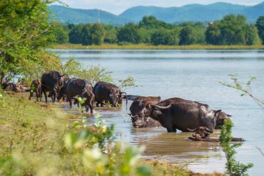 Tayland bufaloları geniş bir alanda ot yemek için yürürler..