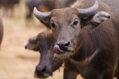 Tayland bufaloları geniş bir alanda ot yemek için yürürler..