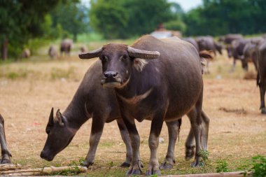 Tayland bufaloları geniş bir alanda ot yemek için yürürler..