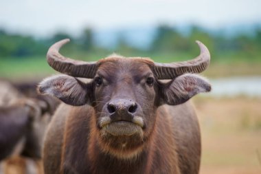 Tayland bufaloları geniş bir alanda ot yemek için yürürler..