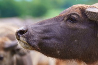 Tayland bufaloları geniş bir alanda ot yemek için yürürler..