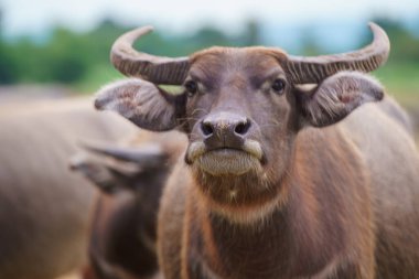 Tayland bufaloları geniş bir alanda ot yemek için yürürler..