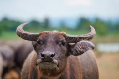 Tayland bufaloları geniş bir alanda ot yemek için yürürler..