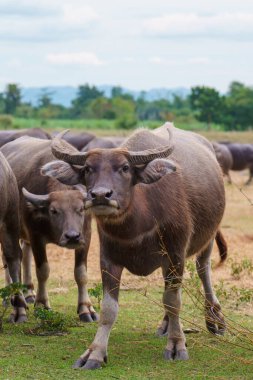 Tayland bufaloları geniş bir alanda ot yemek için yürürler..