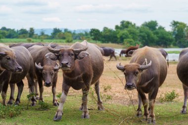 Tayland bufaloları geniş bir alanda ot yemek için yürürler..