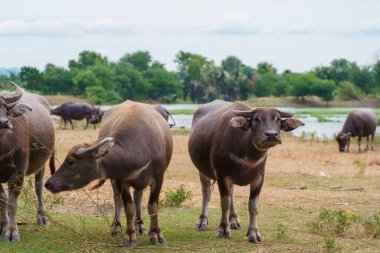 Tayland bufaloları geniş bir alanda ot yemek için yürürler..