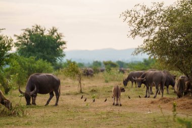 Tayland bufaloları geniş bir alanda ot yemek için yürürler..