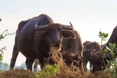 Tayland bufaloları geniş bir alanda ot yemek için yürürler..
