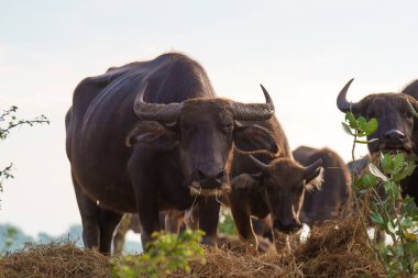 Tayland bufaloları geniş bir alanda ot yemek için yürürler..