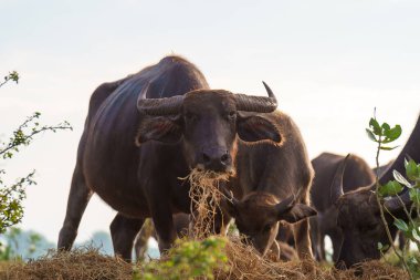 Tayland bufaloları geniş bir alanda ot yemek için yürürler..