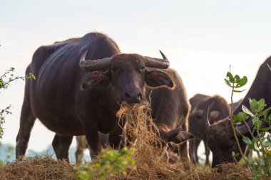 Tayland bufaloları geniş bir alanda ot yemek için yürürler..