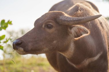 Tayland bufaloları geniş bir alanda ot yemek için yürürler..