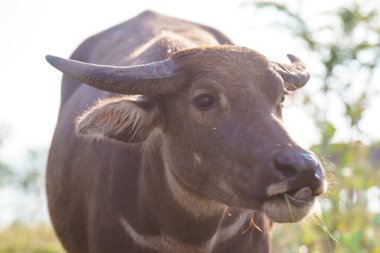 Tayland bufaloları geniş bir alanda ot yemek için yürürler..