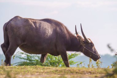 Tayland bufaloları geniş bir alanda ot yemek için yürürler..