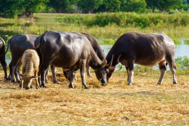 Tayland bufaloları geniş bir alanda ot yemek için yürürler..