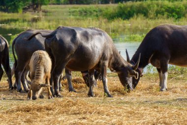 Tayland bufaloları geniş bir alanda ot yemek için yürürler..