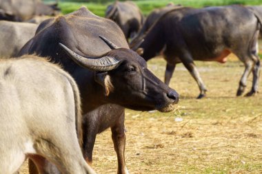 Tayland bufaloları geniş bir alanda ot yemek için yürürler..