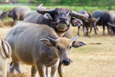 Tayland bufaloları geniş bir alanda ot yemek için yürürler..